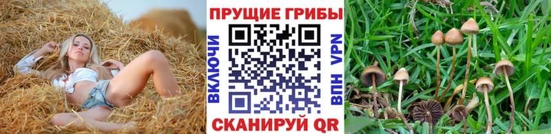 Псилоцибиновые грибы Psilocybe  закладка  Чистополь 